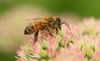 honeybee