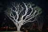 tree light