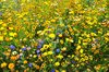 wild flowers