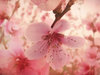 pink bloom