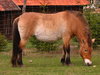 a horse on the grass