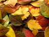 fall leaves  2