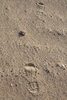 footprints in the desert