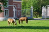 horses in the meadow