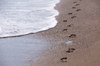 follow my steps  2