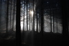 dark forest
