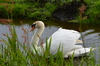swan