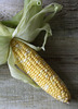maize