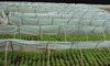 nursery