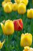 tulip