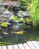 fish in japanese garden