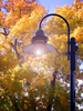 fall street lamp
