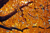 cherry tree in fall colors