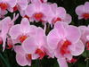 an orchid in pink