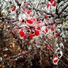 frozen berries