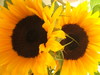 sunflowers