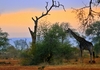 out of africa