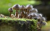 mushrooms