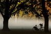 the mist