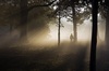 the mist