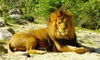 the king
