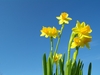 daffodil 3
