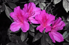 pink flowers