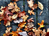 leaves on concrete