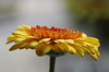 gerbera flower