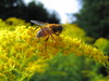 bee on flower