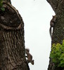 squirrels up a tree