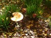 mushroom