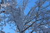 adirondack winter tree