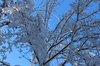 adirondack winter tree