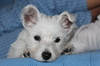 west highland terrier puppy  3