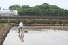 japanese farmer