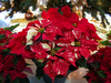 poinsettias  1