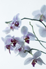 white orchid